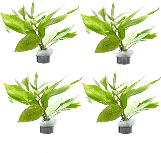 SubstrateSource Dwarf Hygrophila Corymbosa Siamensis Live Aquarium Plant - Freshwater Fish Tank Decorations and Natural Aquatic Decor (4)