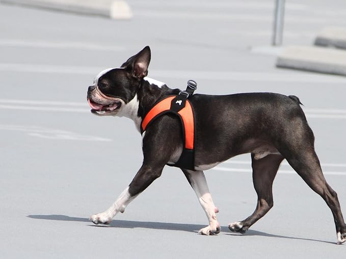 Gooby Escape Free Easy Fit Dog Harness, Step-in, Orange, Large | Patented escape-free frame; Contracts if they back out; Step-in easy on/off; Machine washable; Light POM leash ring