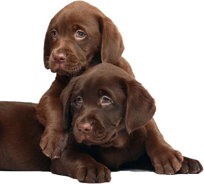 RenuPlex Extra Strength Dog Shampoo - Supports Skin Problems. Unconditional Guarantee. Made in USA