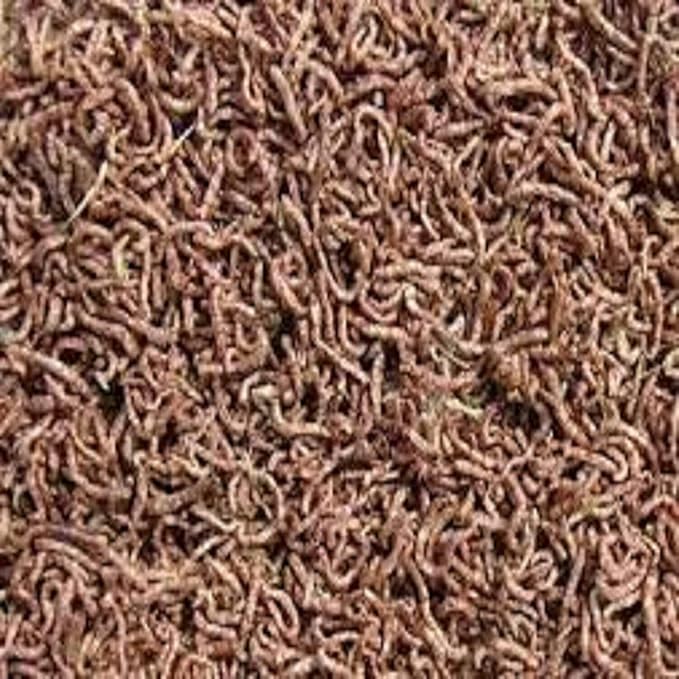 Aquatic Foods Inc. Bloodworms, Freeze Dried Grade A Fresh Floating Bloodworms for All Tropical Fish, Bettas, Discus, Cichlids, Community Fish, Turtles, Carnivore Tropical Fish - 1/2-lb