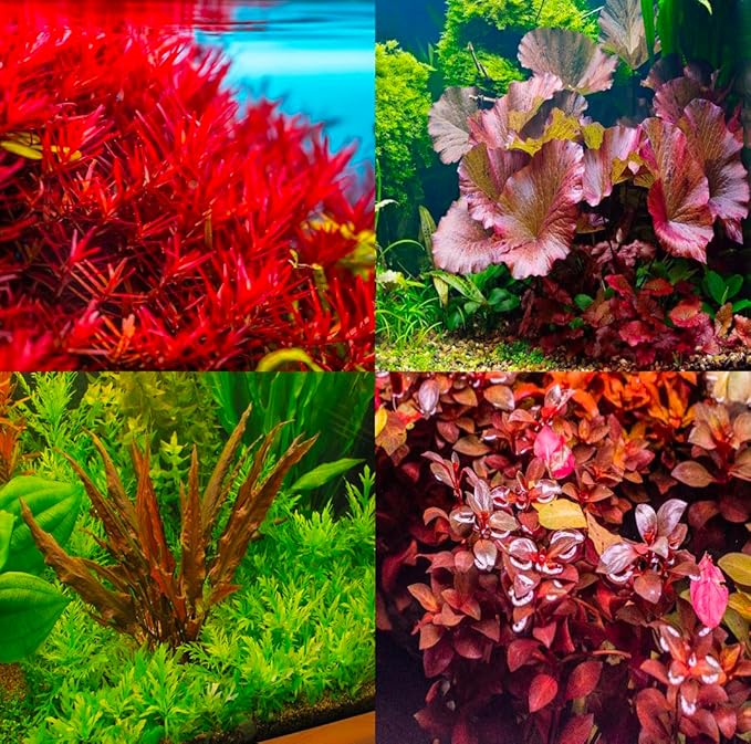 4 Red Aquarium Plants Rotala Ludwigia Super Wendtii Red Tiger Lotus Tropical Freshwater Live Aquarium Plant Decorations by Big Kahuna Aquatics