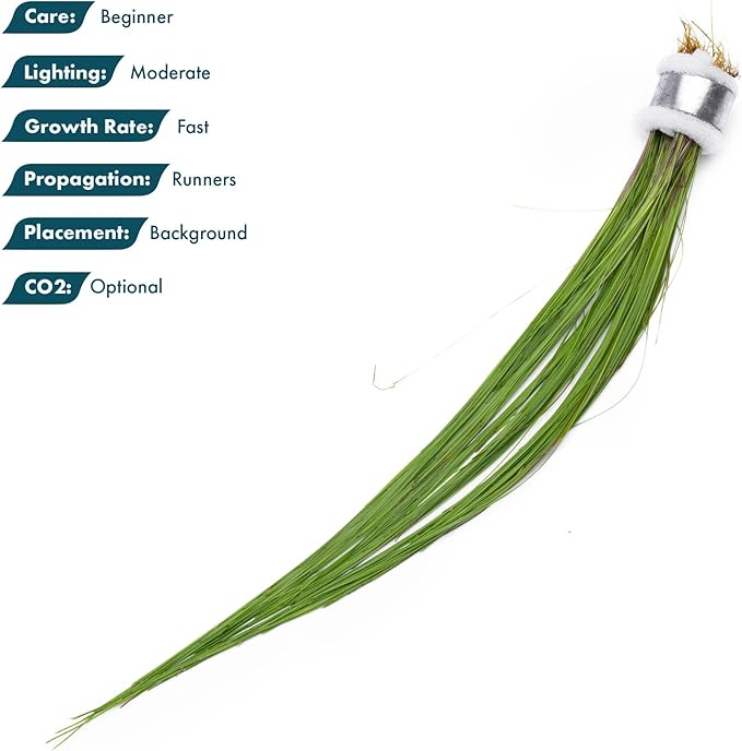 SubstrateSource Live Aquarium Stem Plants - Freshwater Aquatic Plant for Fish Tanks, Aquascaping - (Eleocharis Vivipara, 1 Bunch)