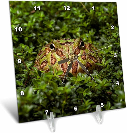 3dRose South American Horned Frog Pacman Frog 6x6 Desk Clock