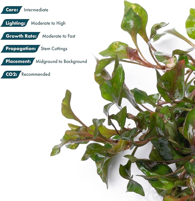SubstrateSource Alternanthera Bettzickiana - Decorative Live Aquatic Plant for Terrariums and Paludariums - (4 Bunches)