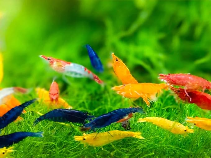 Mix Neocaridina Shrimps for Live Shrimp Freshwater Aquarium - Live Shrimp Arrival Guarantee (Pack of 40, Mixed)
