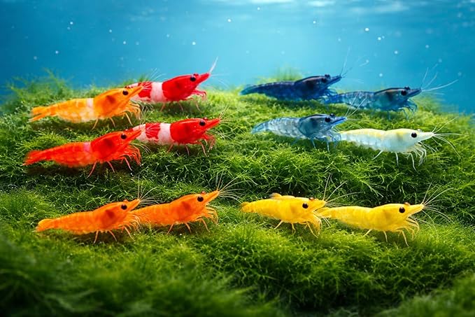 12 Mixed Color Neocaridina Shrimp Pack – 2 Orange Rili, 2 Red Rili, 2 Blue Dream, 2 Blue Velvet, 2 Yellow & 2 Orange | Live Freshwater Aquarium Shrimp