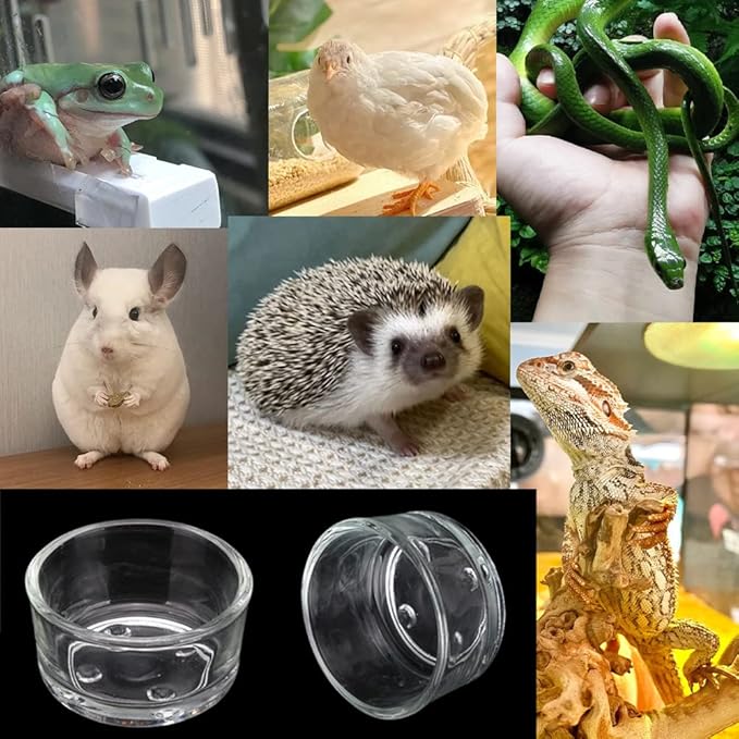 Senzeal 4X Glass Reptile Feeding Dish Food Water Bowl Feeder Bowl Cup Basin Tray Container for Small Pets Reptile Lizard Spider Scorpion Corn Snake Centipede Crickets