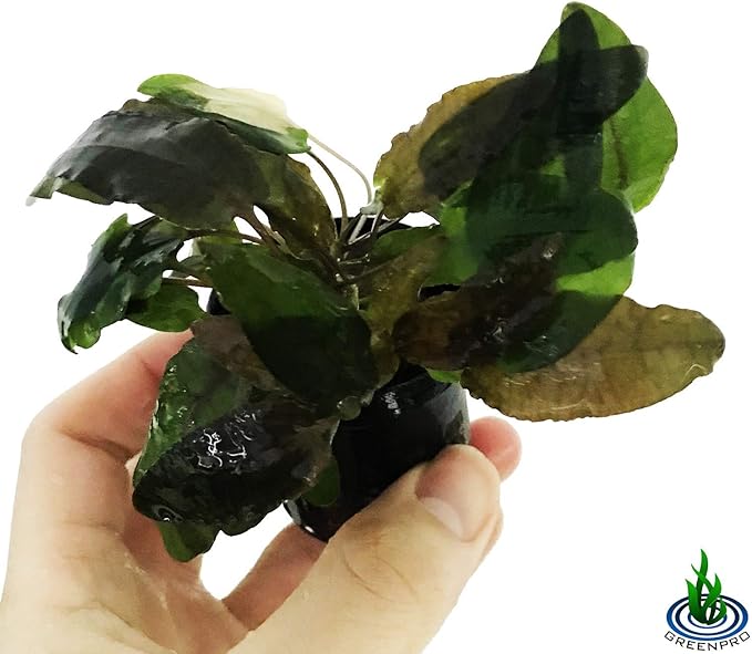 Cryptocoryne Wendtii Tropica Potted Live Aquarium Plants Freshwater Fish Tank Decorations