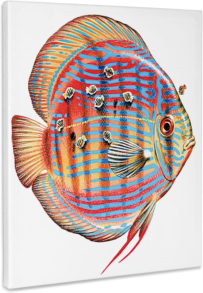 3dRose Discus Fish with Young Feeding off of the Parent fish Museum Grade Canvas Wrap 8x10
