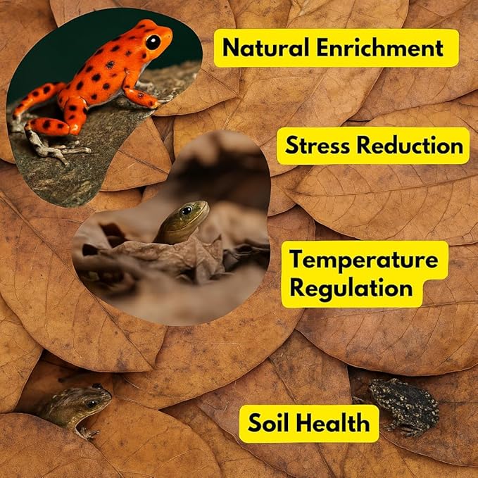 Frog Tank Accesories 100 pcs 3" Leaf Litter for Tree Frogs Indian Almond Catappa Leaves Terrarium Accessories Bioactive Amphibian Habitat Decor