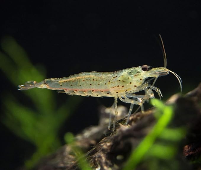 Amano Shrimps Algae Cleaner Inverts Live Freshwater Aquarium Shrimps 1/4" - 1/2" - Live Shrimp Arrival Guarantee (10+2 Pack) - DOA Cover Included
