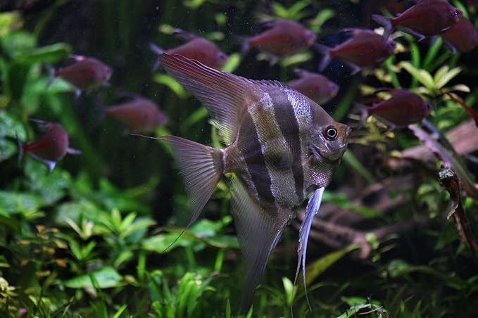 S&C AQUATICS MINI Beefheart & Soft BIT Mix,Beef Heart,Discus Food,Angel Fish Food,Cichlids (32oz - 2 LBS) A8