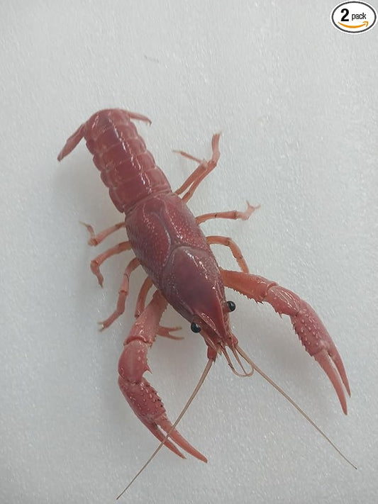 1 Live Breeding Pair of Pink Crayfish, Size Will be 1-4 Inches depending on Availability,Live Aquarium Mates Can not Ship to Michigan, Minnesota, Ohio, Wisconsin, Alaska, HI