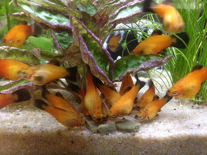 Aquatic Foods Inc. Ultra Multi-Worm 12mm - 1/2" Small Sinking Wafers for Bottom Fish, Shrimp, Snails, Crabs, Crayfish, All Tropical Fish..5-lb Lg Jar