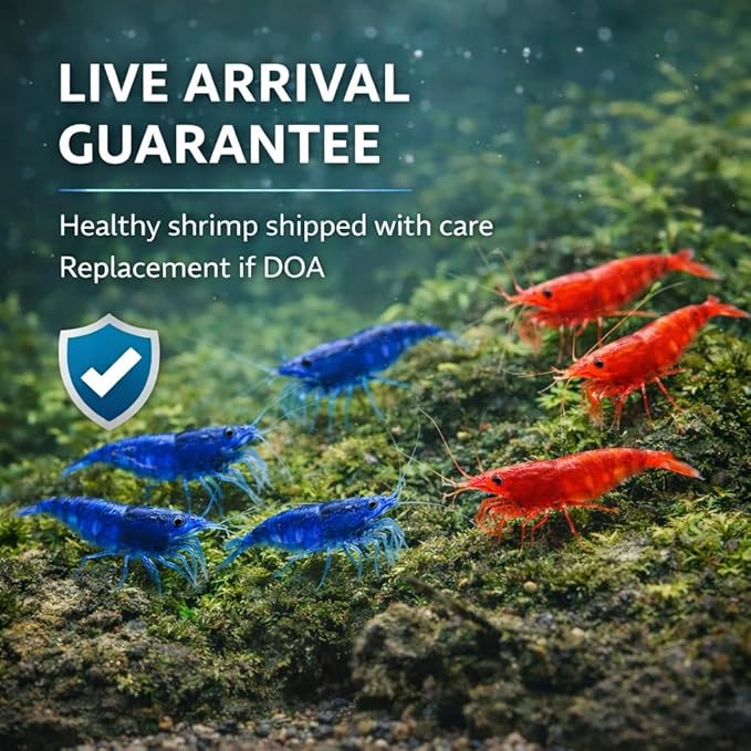 10 Blue & 10 Fire Red Live Freshwater Shrimp High Grade Live Shrimps – Freshwater Shrimp Aquarium Inverts, Hardy Nano Tank Healthy Shrimps Pets – with Live Arrival Guarantee (Pack of 20)
