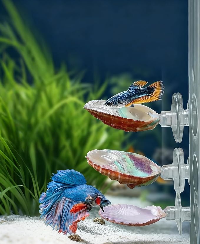 3 Pack Betta Fish Resting Spot Natrual Handmade Shell Bed for Betta, Aquarium Decor Angelfish breeding Slate Spawning Grounds Breeding Resting Bed Betta Hammock