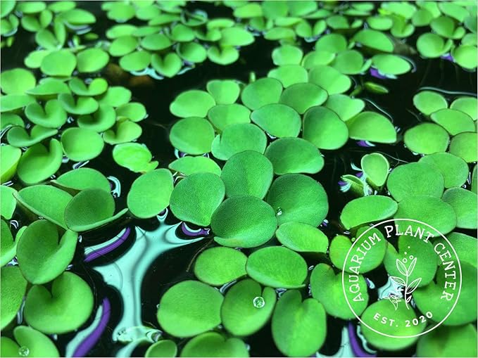 Asian Watermoss, Salvinia cucullata, Live Aquarium/Aquatic/Freshwater/Floating/Pond Plant, Planted Tank, Aquascaping by Aquarium Plant Center (6 Plants)