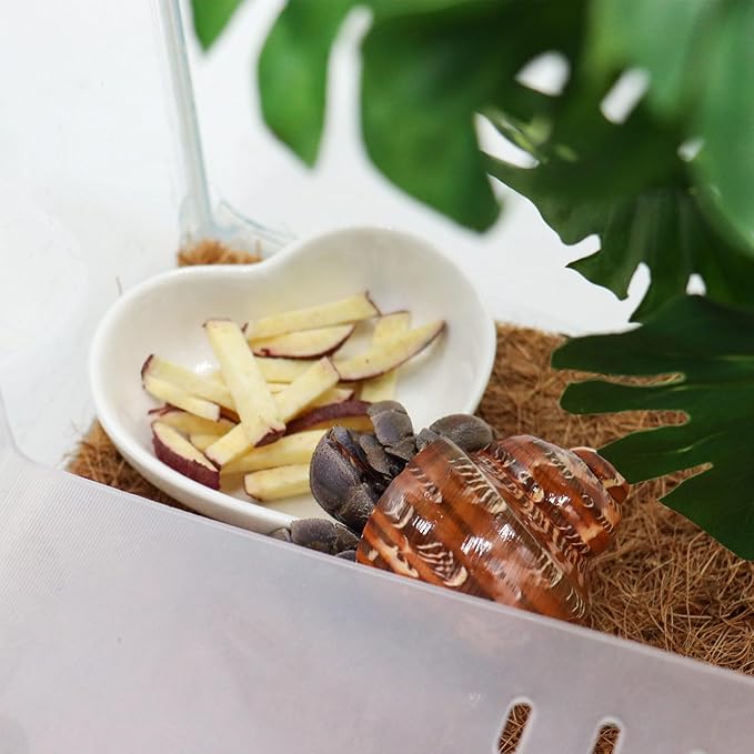 3 Pcs Hermit Crab Ceramic Dish Kit, Mini Food & Water Bowl, Suitable for Hermit Crab, Tarantula, Snail