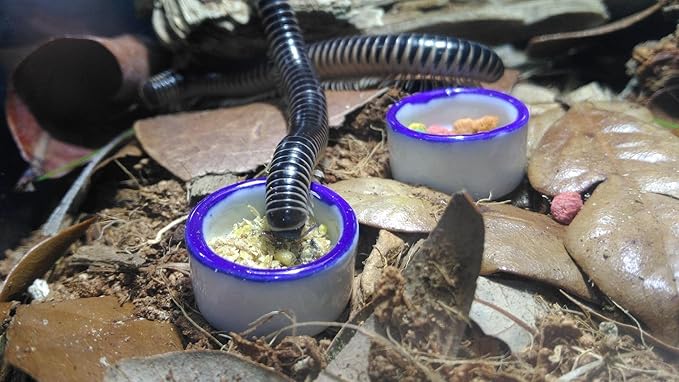 Tarantula Micro Water Bowl Spider Anti-Turnover Bowl for Small Hamster Tarantula Spider Scorpion Cricket Snail Manti Millipede Tiny Bugs Reptile Terrarium Cage Accessories (M (1.18''dia),4 Pcs)