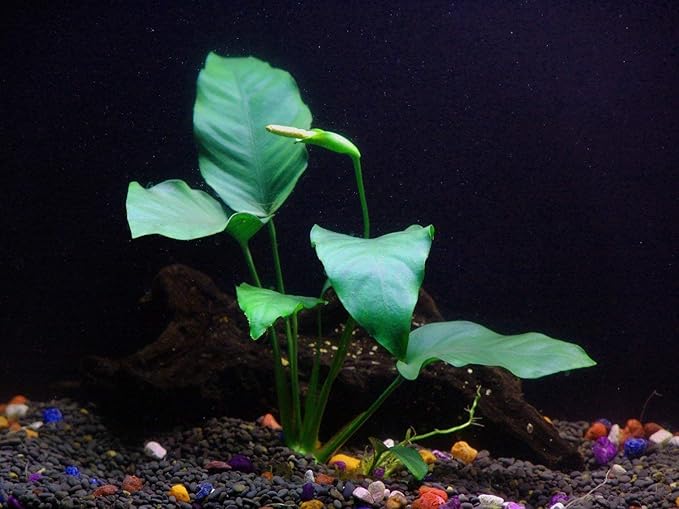 California Bundle - 25+ Stems / 6 Species Live Aquarium Plants Package