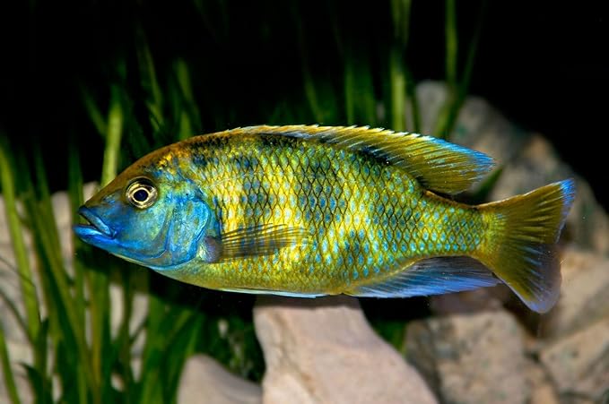 Live Freshwater Aquarium Fish - 3-4" Venustus Cichlid - by WorldwideTropicals - Live Freshwater Fish - Live Tropical Fish - Great For Aquariums - Populate Your Fish Tank!