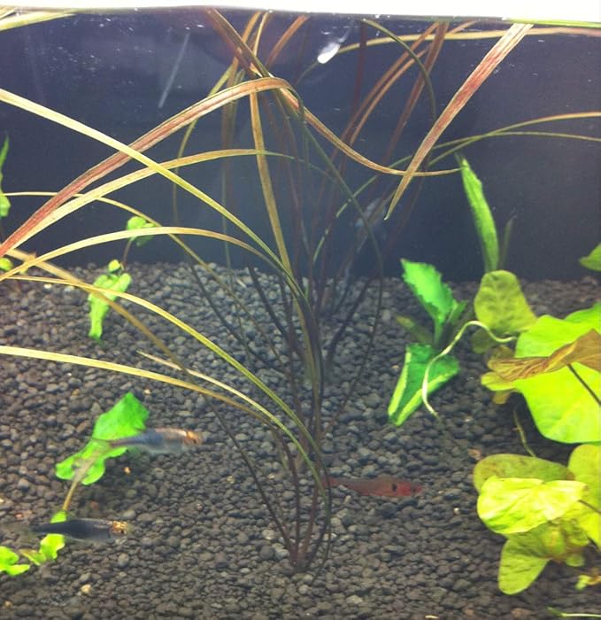 Greenpro | Cryptocoryne Tonkinensis Freshwater Live Aquarium Plants Tissue Culture for Fish Tank Decoration