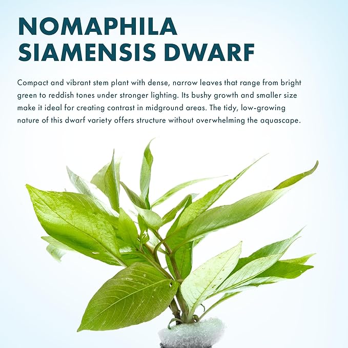 SubstrateSource Dwarf Hygrophila Corymbosa Siamensis Live Aquarium Plant - Freshwater Fish Tank Decorations and Natural Aquatic Decor (4)