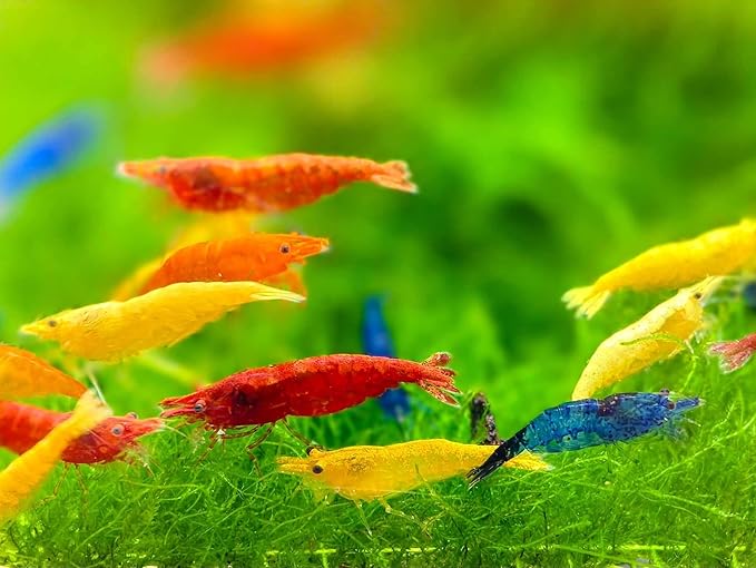 Mix Neocaridina Shrimps for Live Shrimp Freshwater Aquarium - Live Shrimp Arrival Guarantee (Pack of 40, Mixed)