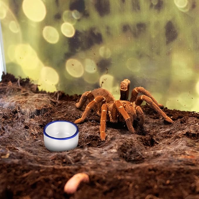 12pcs Small Ceramic Water Feeder Bowls and Spiders Mini Reptile Tank Water Containers Terrarium Basins for Small Pets