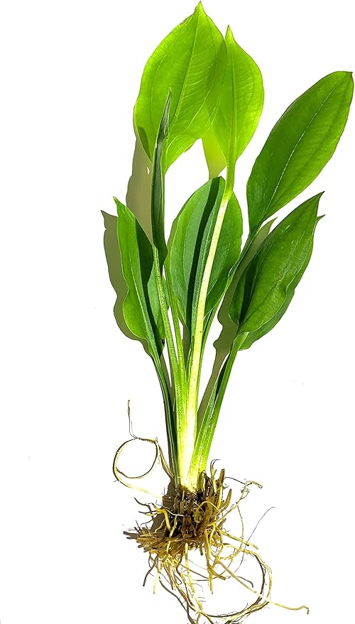 Marcus Fish Tanks - Amazon Sword Echinodorus Bleheri Easy Live Aquarium Plants for Aquatic Freshwater Fish Tank Buy 2 GET 1