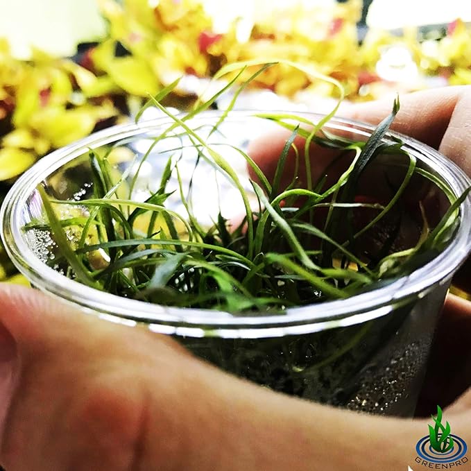 Greenpro | Cryptocoryne Tonkinensis Freshwater Live Aquarium Plants Tissue Culture for Fish Tank Decoration
