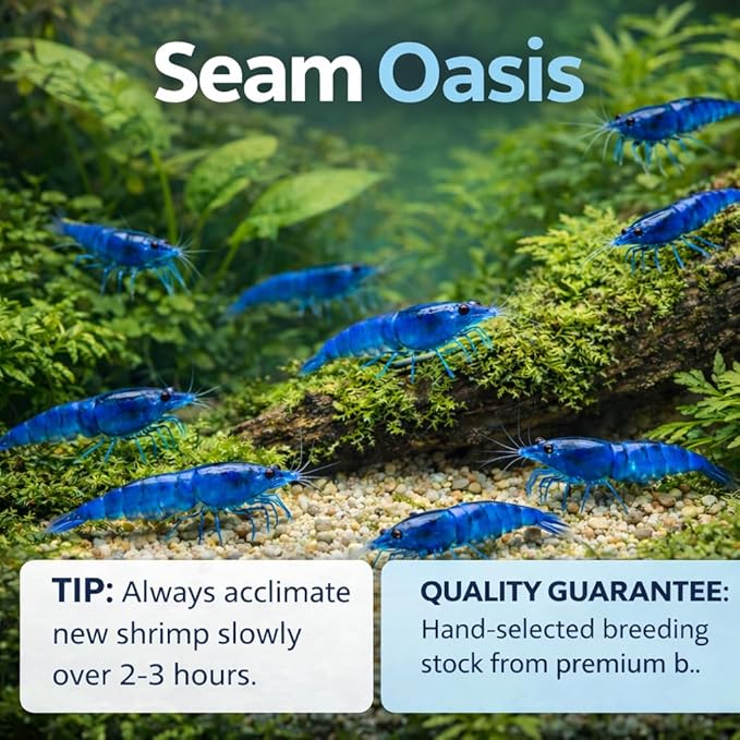 10+ Live Blue Dream Neocaridina Shrimp - Premium Freshwater Aquarium Invertebrates for Planted Tanks, Breeding Stock with Live Arrival Guarantee