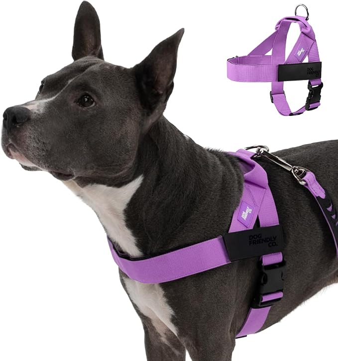 Dog Friendly Co. Dog Harness for Small Dogs (Purple, XXSmall) | One Click Buckle, Chafe Resistant Webbing, Adjustable Neck & Chest, and Heavy Duty D-Ring, Sturdy Comfortable and Easy to Use