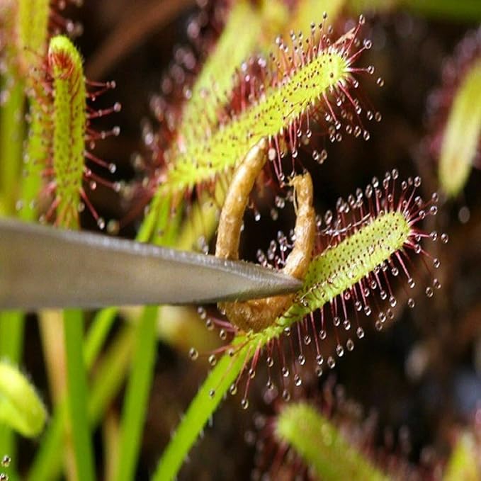 Aquatic Foods Inc. Bloodworms, Freeze Dried Grade A Fresh Floating Bloodworms for All Tropical Fish, Bettas, Discus, Cichlids, Community Fish, Turtles, Carnivore Tropical Fish - 1/4-lb