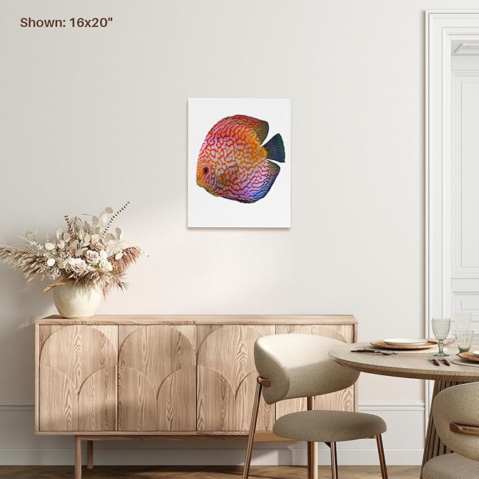 3dRose King Of The Aquarium Discus Fish Image Wildlife Museum Grade Canvas Wrap 11x14