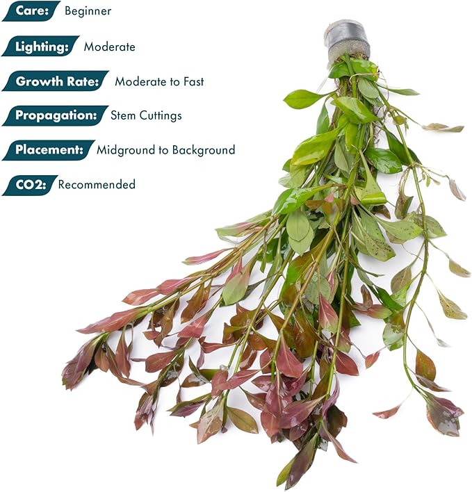 SubstrateSource Live Aquarium Stem Plants - Freshwater Aquatic Plant for Fish Tanks, Aquascaping - (Ludwigia Repens, 1 Bunch)