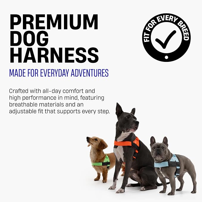 Dog Friendly Co. Dog Harness for Medium Sized Dogs (Hi-Vis Orange, Medium) | One Click Buckle, Chafe Resistant Webbing, Adjustable Neck & Chest, and Heavy Duty D-Ring, Sturdy Comfortable and Easy to Use