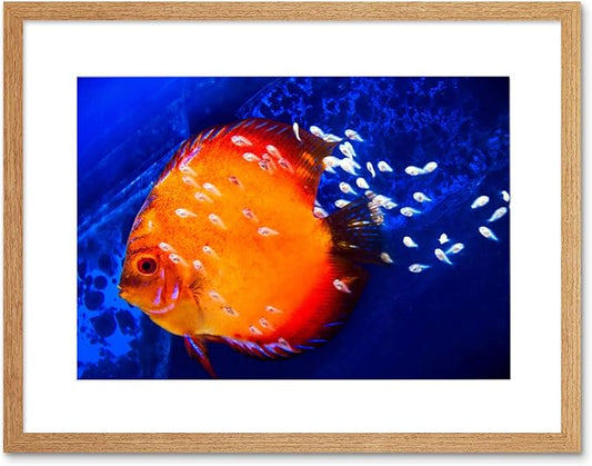 DISCUS FISH OCEAN SEA BLACK FRAME FRAMED ART PRINT PICTURE MOUNT B12X9188