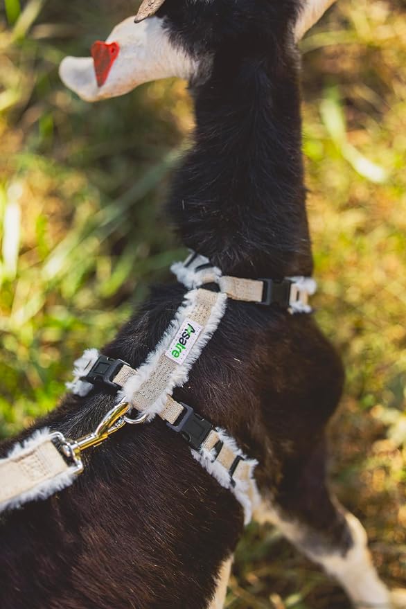 Goat Harness, Asatre Adjustable Lined Hemp Goat or Sheep, Small to X-Large,Livestock Halter, Durable Multi-Clasp, Eco-Friendly Livestock Gear, Comfortable Farm Pet (Small)