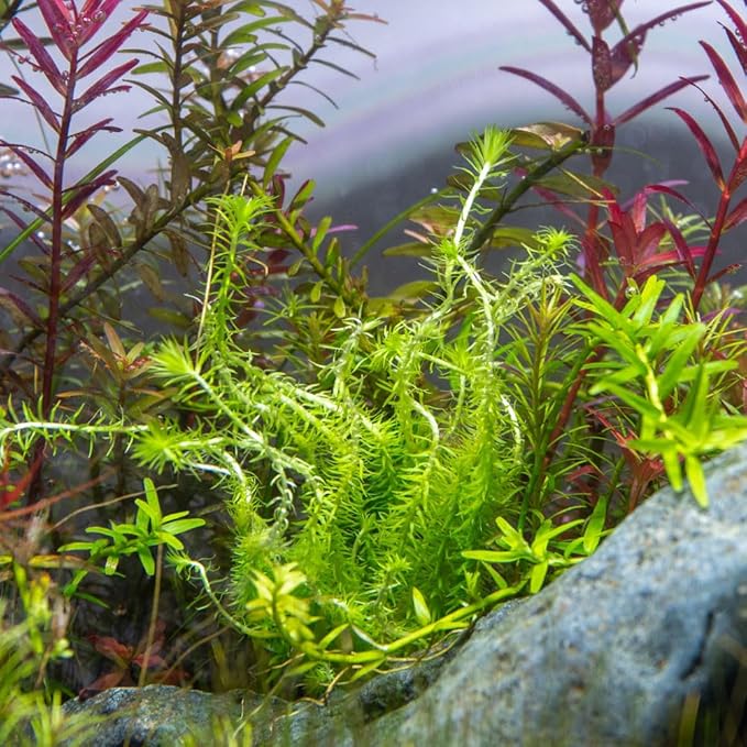 SubstrateSource Live Aquarium Stem Plants - Freshwater Aquatic Plant for Fish Tanks, Aquascaping - (Mayaca Fluviatilis, 4 Bunches)