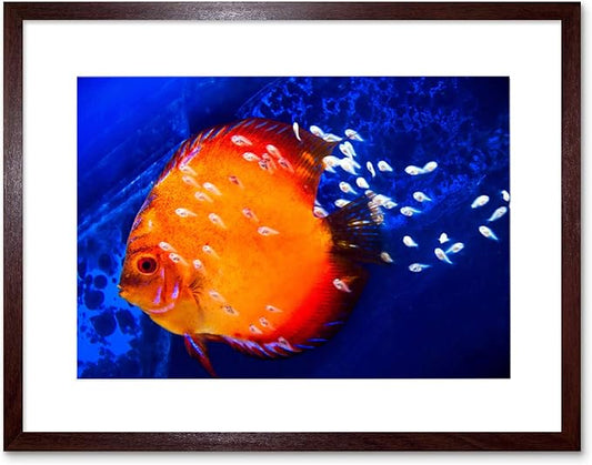 DISCUS FISH OCEAN SEA BLACK FRAME FRAMED ART PRINT PICTURE MOUNT B12X9188