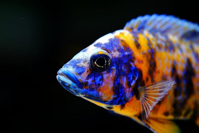 S&C AQUATICS MINI Beefheart & Soft BIT Mix,Beef Heart,Discus Food,Angel Fish Food,Cichlids (32oz - 2 LBS) A8