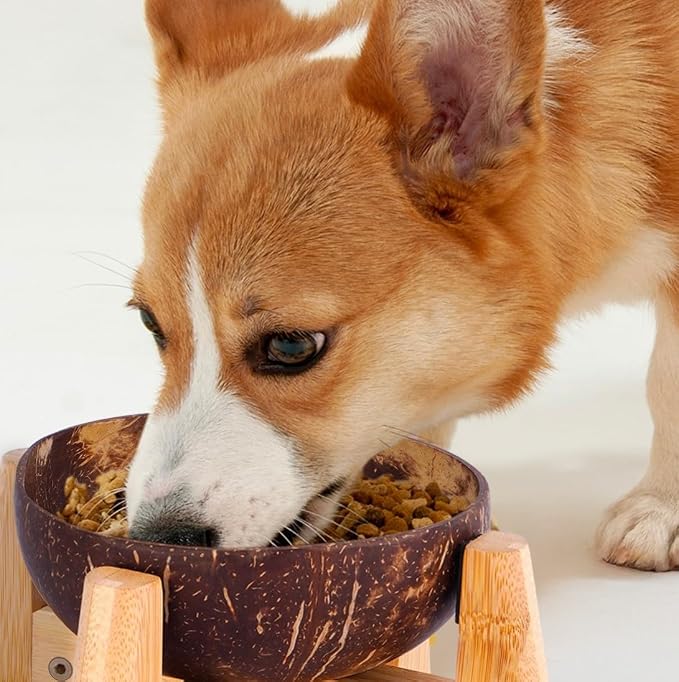 Dog Bowl with Holder for Small Dog | All-Natural Coconut Shell | Raised, Elevated, Eco-Friendly Coco Bowl with Wood Stand | Water-Proof, Water Wet & Dry Food Suitable - 20-oz