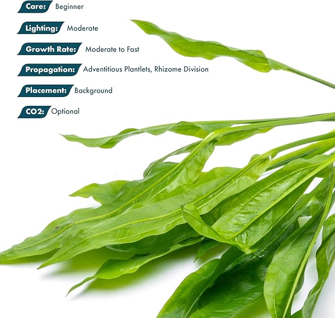 SubstrateSource Amazon Sword Echinodorus Bleheri Live Plant for Freshwater Aquariums, Natural Fish Tank Decorations, and Aquatic Decor (5 Pots (10-15 Plants))