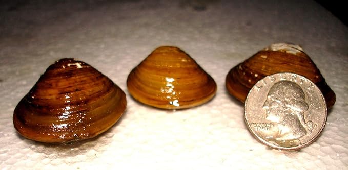 15 Live Freshwater Clam Pond Aquarium Filter Feeder Water Clarifier Captive Bred