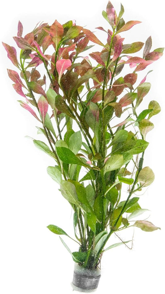SubstrateSource Live Aquarium Stem Plants - Freshwater Aquatic Plant for Fish Tanks, Aquascaping - (Ludwigia Repens, 1 Bunch)