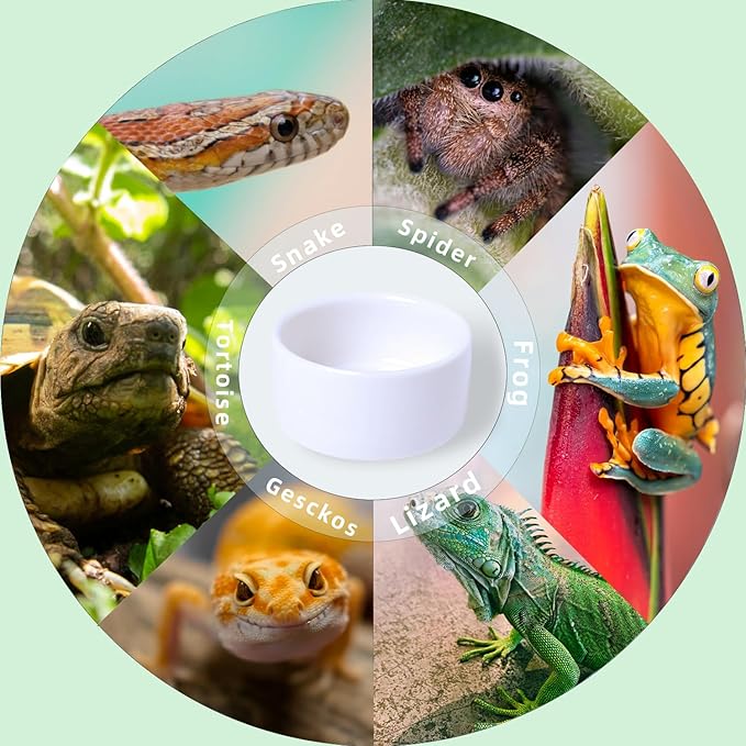 6 Pcs Spider Micro Ceramic Water Bowl, Mini Pet Dish for Spider Tarantula Scorpion Millipede Hermit Crab Tiny Reptile (1 oz)