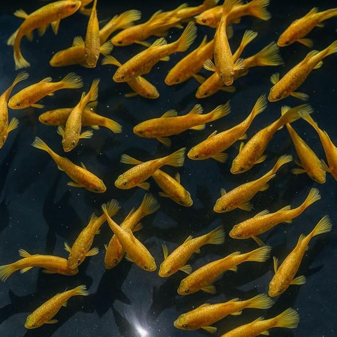 10+ Full Gold 24K Guppy Live Fish - Premium High-Color Strain, Active & Hardy Tropical Aquarium Fish, Vibrant Gold Body, Live Arrival Guarantee