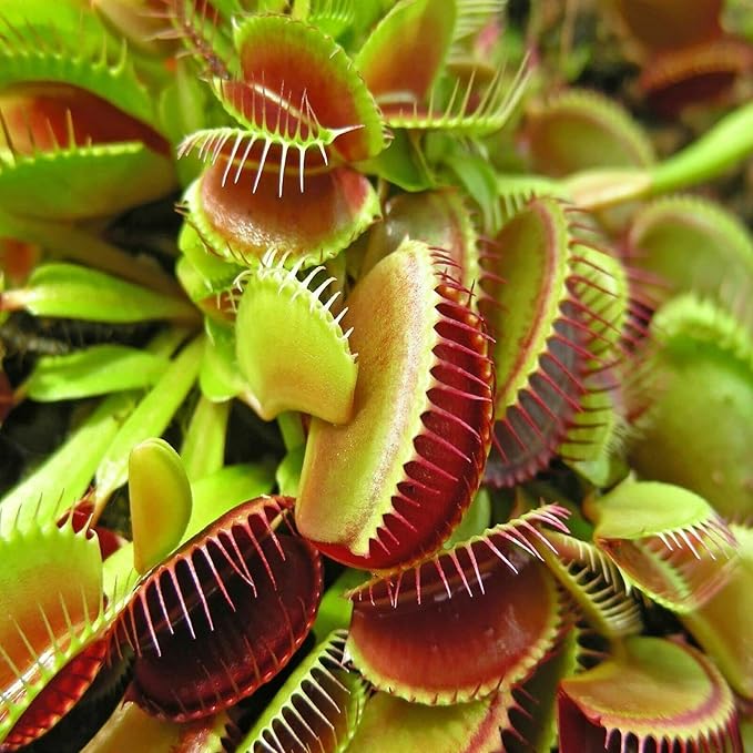 Aquatic Foods Inc. Bloodworms, Freeze Dried Grade A Fresh Floating Bloodworms for All Tropical Fish, Bettas, Discus, Cichlids, Community Fish, Turtles, Carnivore Tropical Fish - 6-lbs