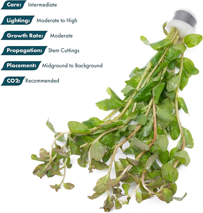 SubstrateSource Live Aquarium Stem Plants - Freshwater Aquatic Plant for Fish Tanks, Aquascaping - (Ludwigia Senegalensis, 1 Bunch)